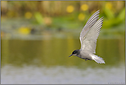 auf Beuteflug...  Trauerseeschwalbe *Chlidonias niger*