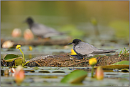 Kolonienbrüter... Trauerseeschwalbe *Chlidonias niger*