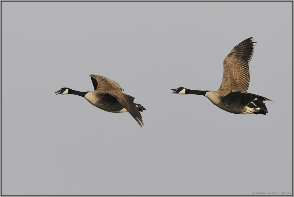 nicht zu überhören... Kanadagänse *Branta canadensis*