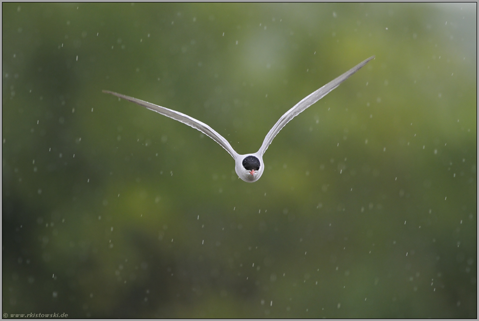 Raindrops... Flussseeschwalbe *Sterna hirundo*