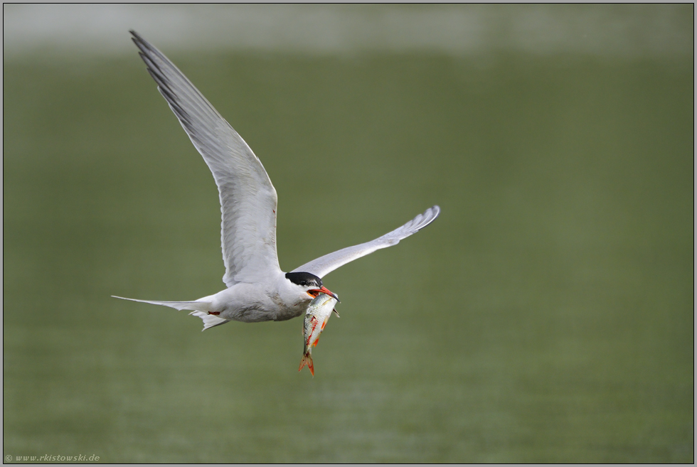 der Fischdieb... Flußseeschwalbe *Sterna hirundo*