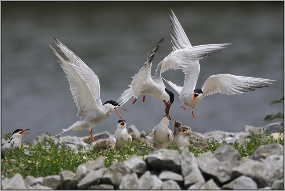 Gerangel... Flußseeschwalben *Sterna hirundo*