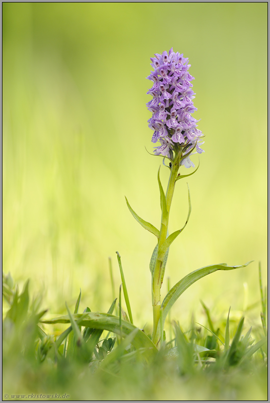 in praller Sonne... Geflecktes Knabenkraut *Dactylorhiza maculata*