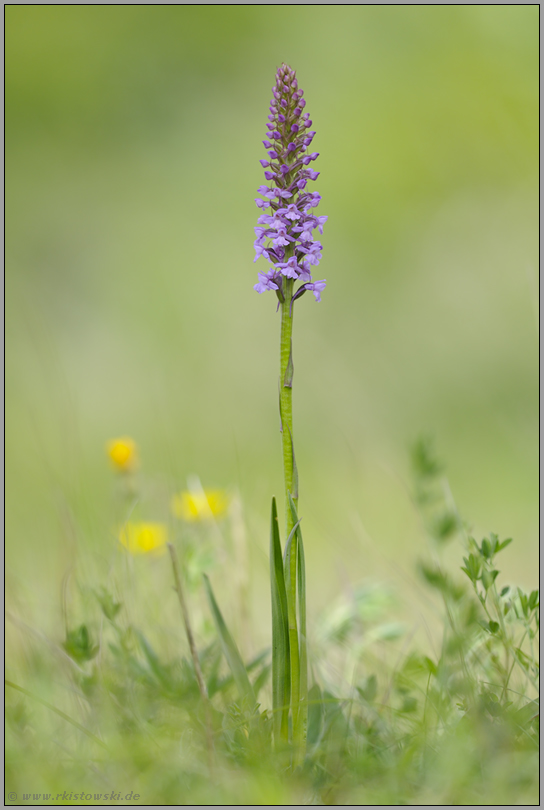 lang und gerade... Mücken-Händelwurz *Gymnadenia conopsea*