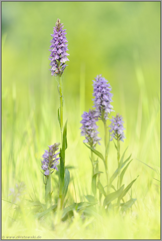geizig... Geflecktes Knabenkraut *Dactylorhiza maculata*