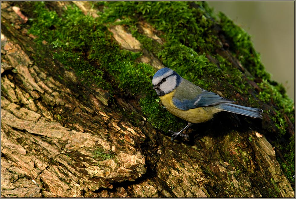 an der Fütterung... Blaumeise *Parus caeruleus*