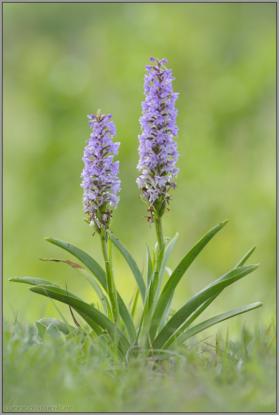 duftend... Mücken-Händelwurz *Gymnadenia conopsea*