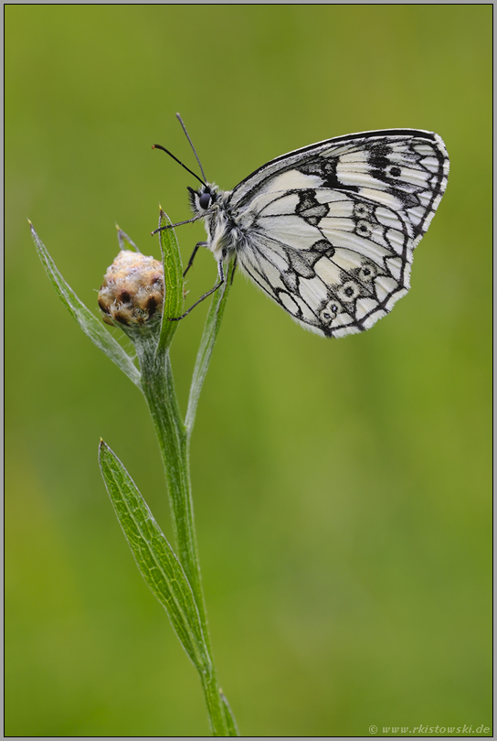 immer wieder schön... Schachbrettfalter *Melanargia galathea*