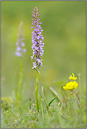 kräftig und schlank... Mücken-Händelwurz *Gymnadenia conopsea*