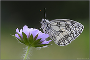 ungenießbar... Schachbrettfalter *Melanargia galathea *