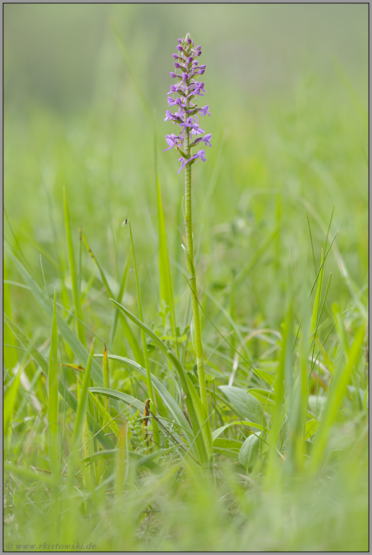 aufblühend... Mücken-Händelwurz *Gymnadenia conopsea*