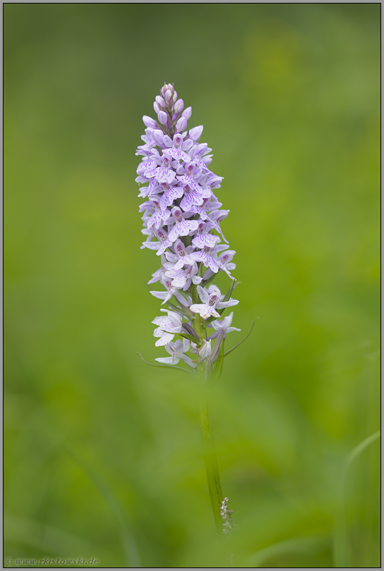 am Waldrand... Geflecktes Knabenkraut *Dactylorhiza maculata*