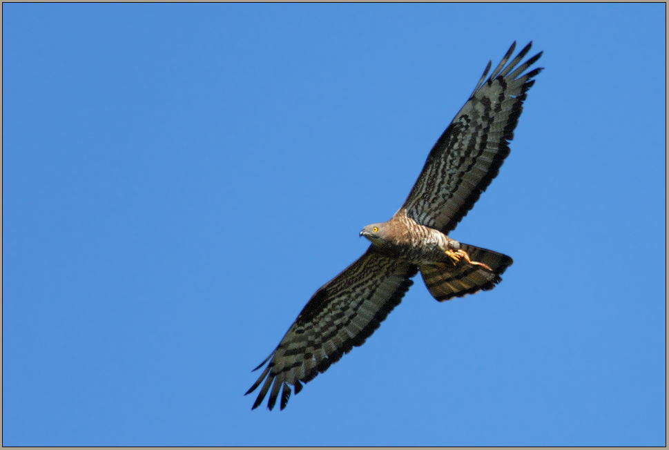 mit Beute... Wespenbussard *Pernis apivorus*