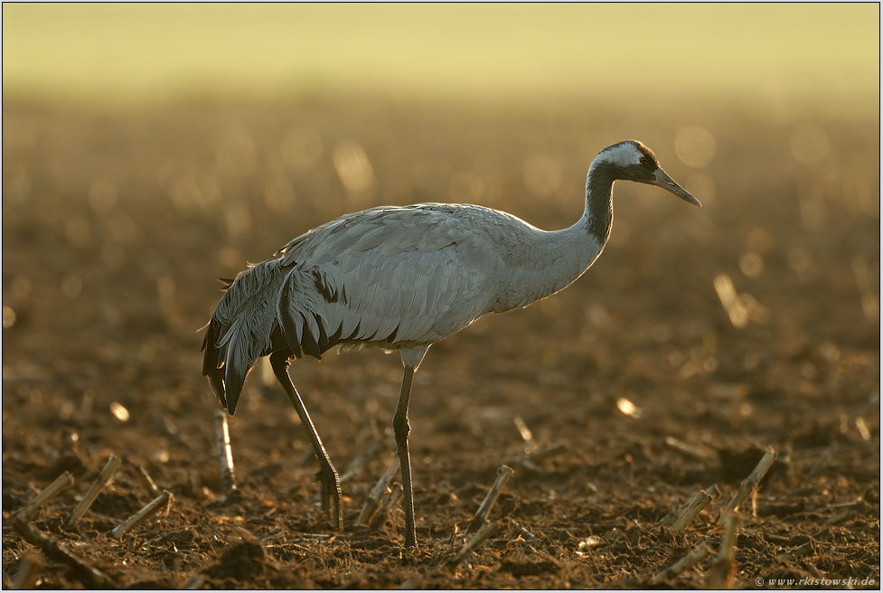 im Gegenlicht...  Kranich *Grus grus*