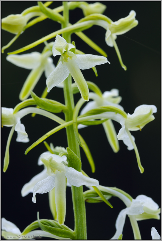 im Detail... Zweiblättrige Waldhyazinthe *Platanthera bifolia*