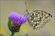 wunderschön... Großer Perlmutterfalter *Argynnis aglaja*