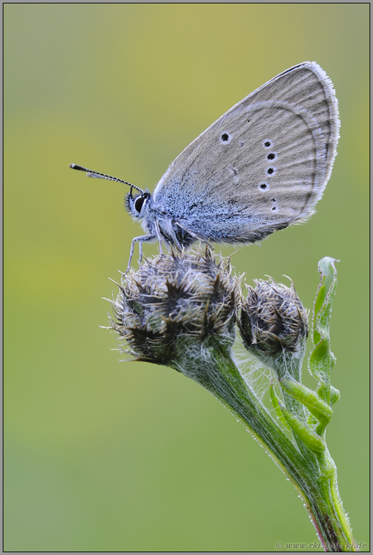 deutlich größer... Rotklee-Bläuling *Polyommatus semiargus*