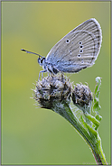 deutlich größer... Rotklee-Bläuling *Polyommatus semiargus*