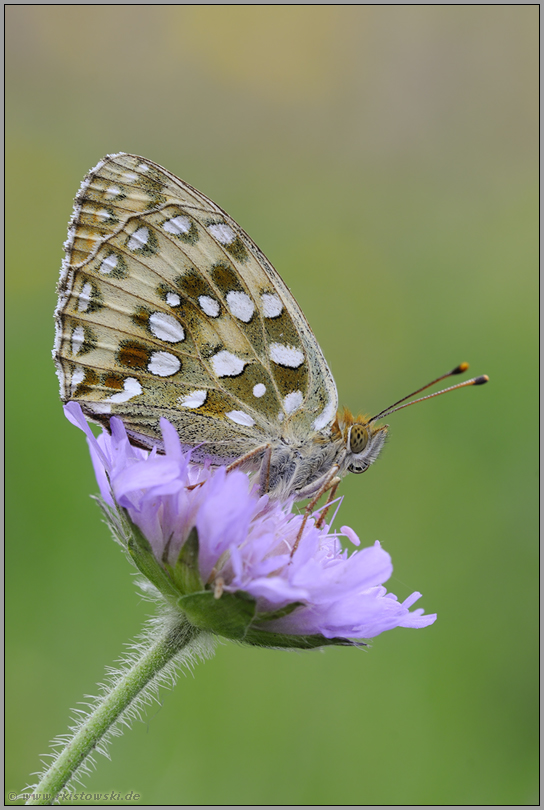 von Juni bis August... Großer Perlmutterfalter *Argynnis aglaja*