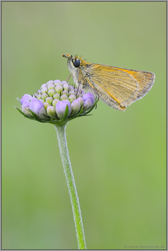 geduldig... Braunkolbiger Braun-Dickkopffalter *Thymelicus sylvestris *