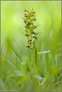 einsam... Grüne Hohlzunge *Coeloglossum viride*