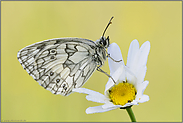 Sommer... Schachbrettfalter *Melanargia galathea*