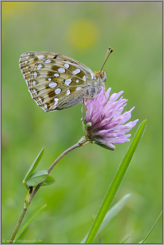 5 cm... Großer Perlmutterfalter *Argynnis aglaja*