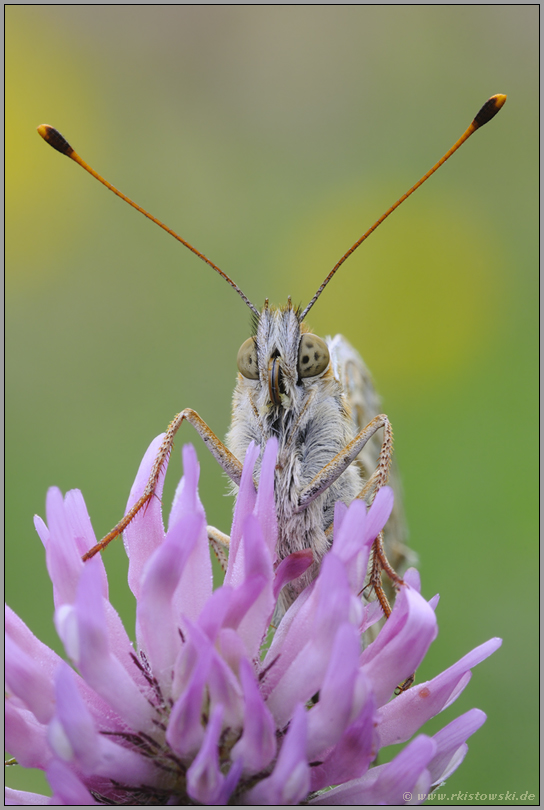 am Rotklee... Großer Perlmutterfalter *Argynnis aglaja*