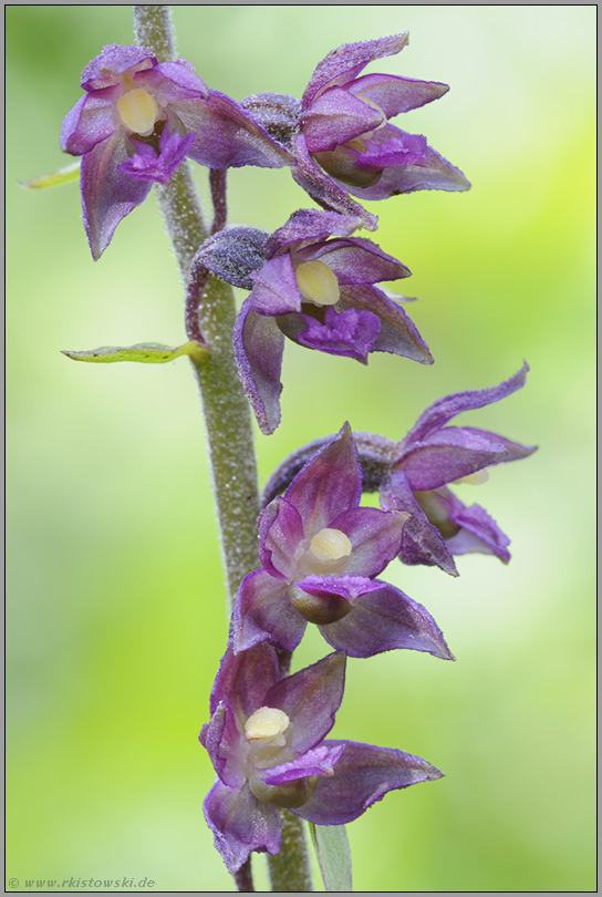 Blütendetails... Braunrote Stendelwurz *Epipactis atrorubens*