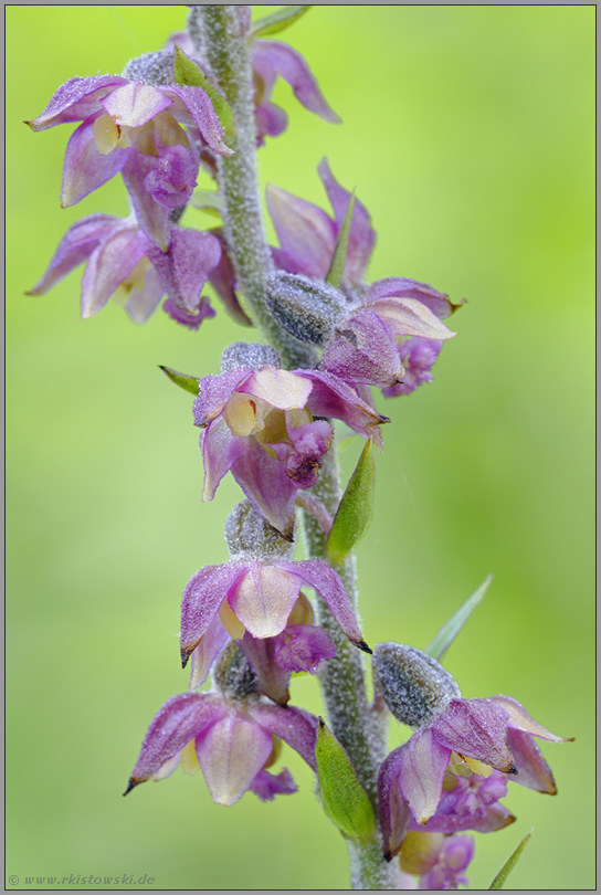 ab Mitte Juni... Braunrote Stendelwurz *Epipactis atrorubens*