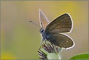 Farbenspiel... Rotklee-Bläuling *Polyommatus semiargus*