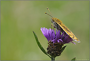 Sonne tanken...  Großer Perlmutterfalter *Argynnis aglaja*