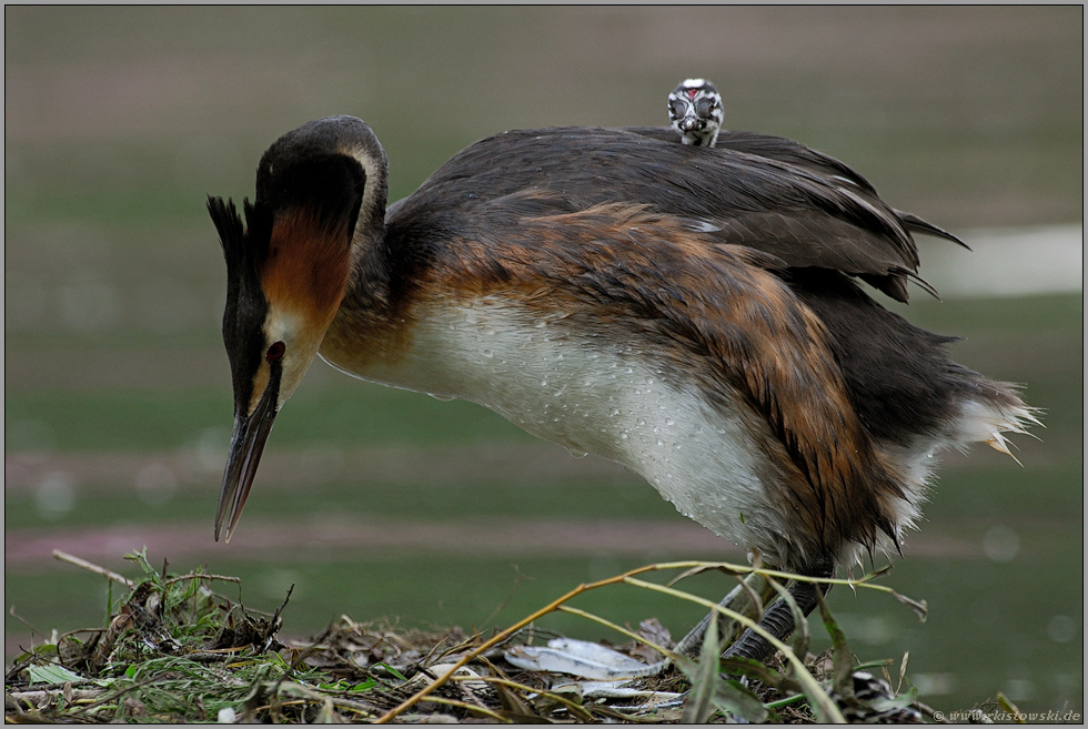 Nestwärme... Haubentaucher *Podiceps cristatus*