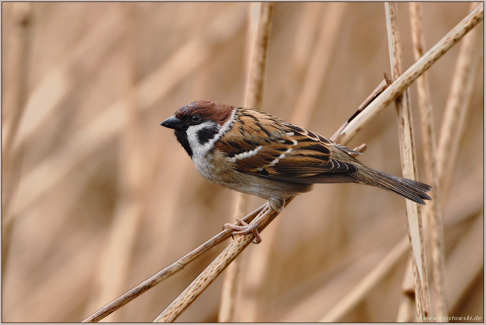 im Ried...  Feldsperling *Passer montanus*