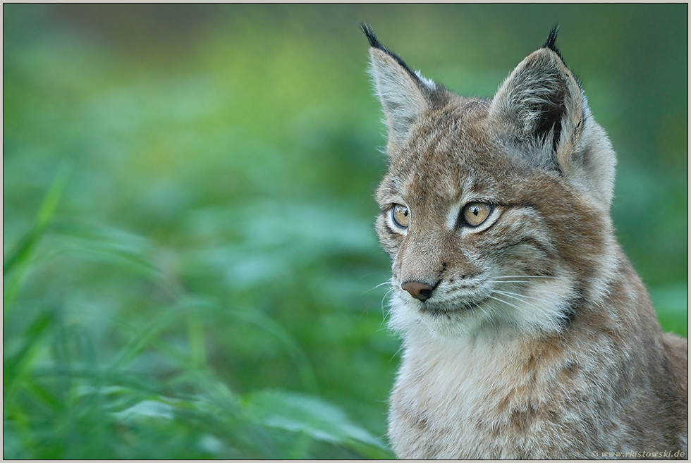 beobachtend... Eurasischer Luchs *Lynx lynx*