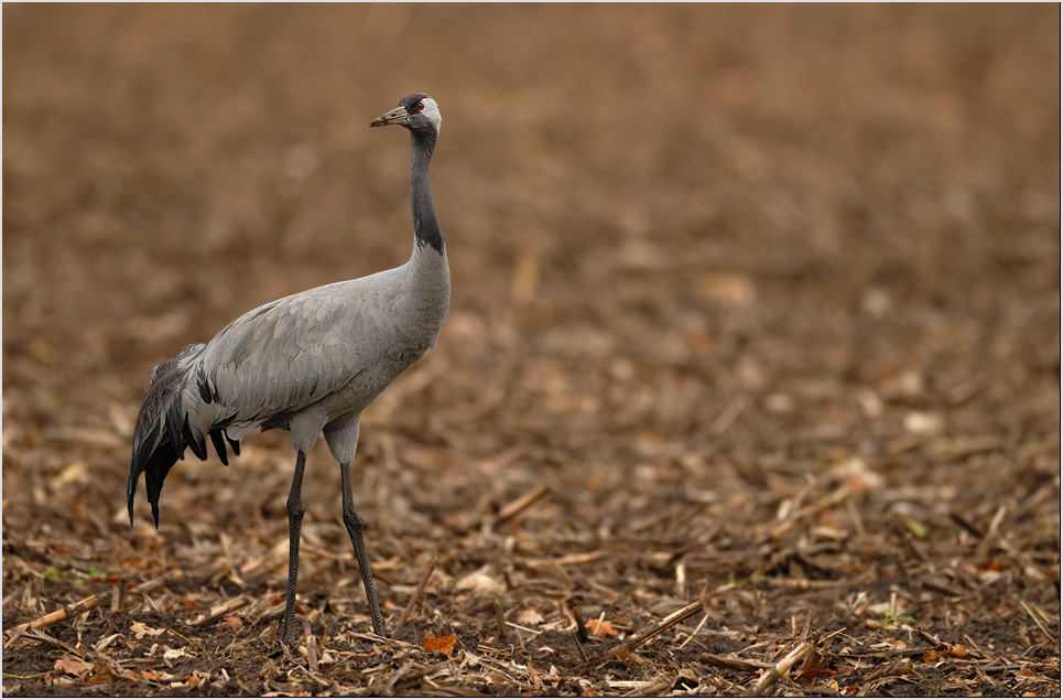 auf dem Winterzug... Kranich *Grus grus*