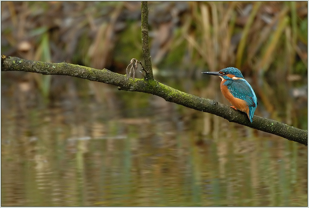 auf seiner Ansitzwarte... Eisvogel *Alcedo atthis*