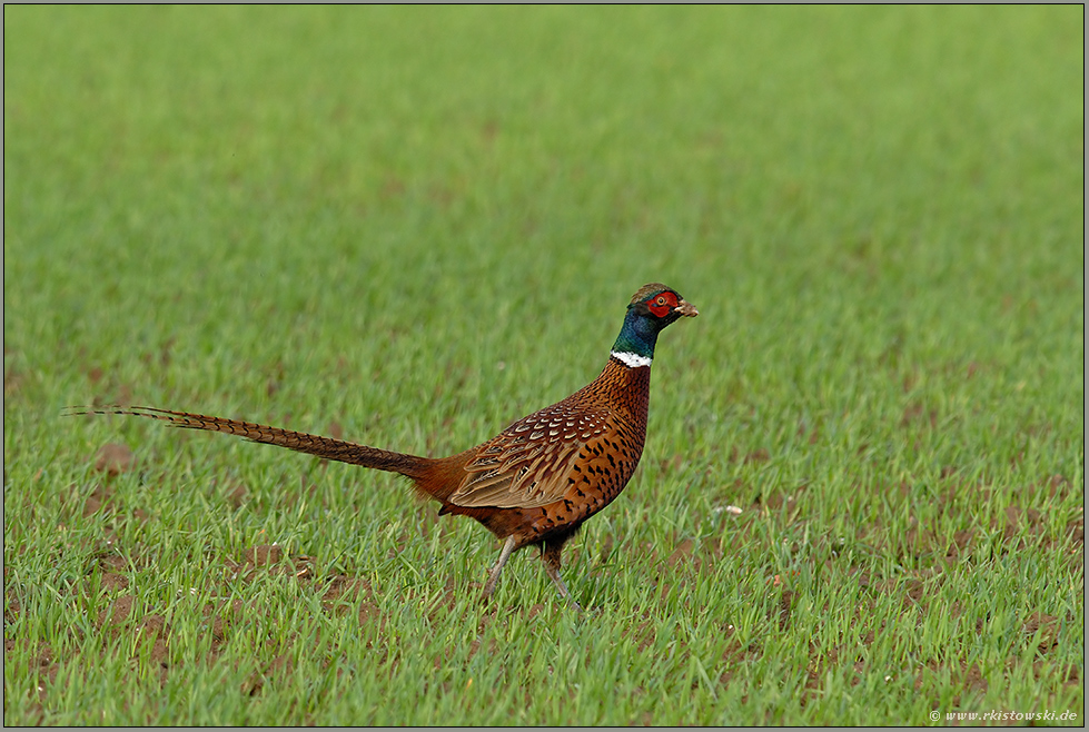 in der Wintergerste... Fasan *Phasianus colchicus*