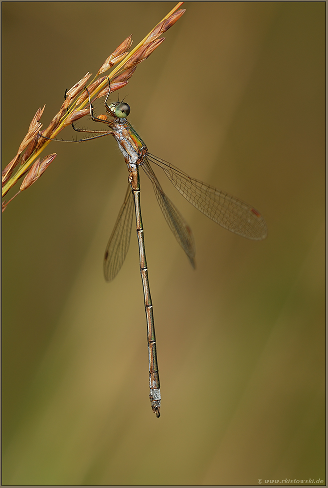 golden... Gemeine Binsenjungfer *Lestes sponsa*