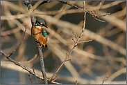 am Flußufer... Eisvogel *Alcedo atthis*