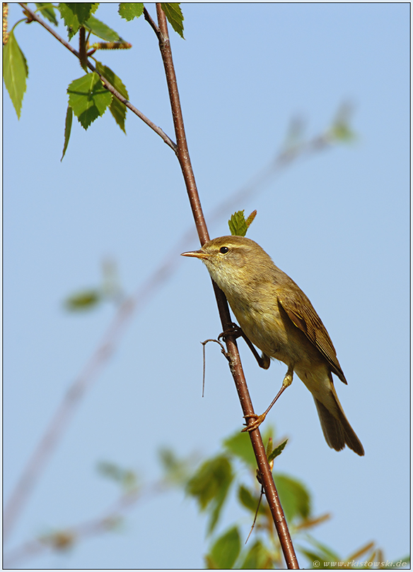 ein Laubsänger... Fitis *Phylloscopus trochilus*