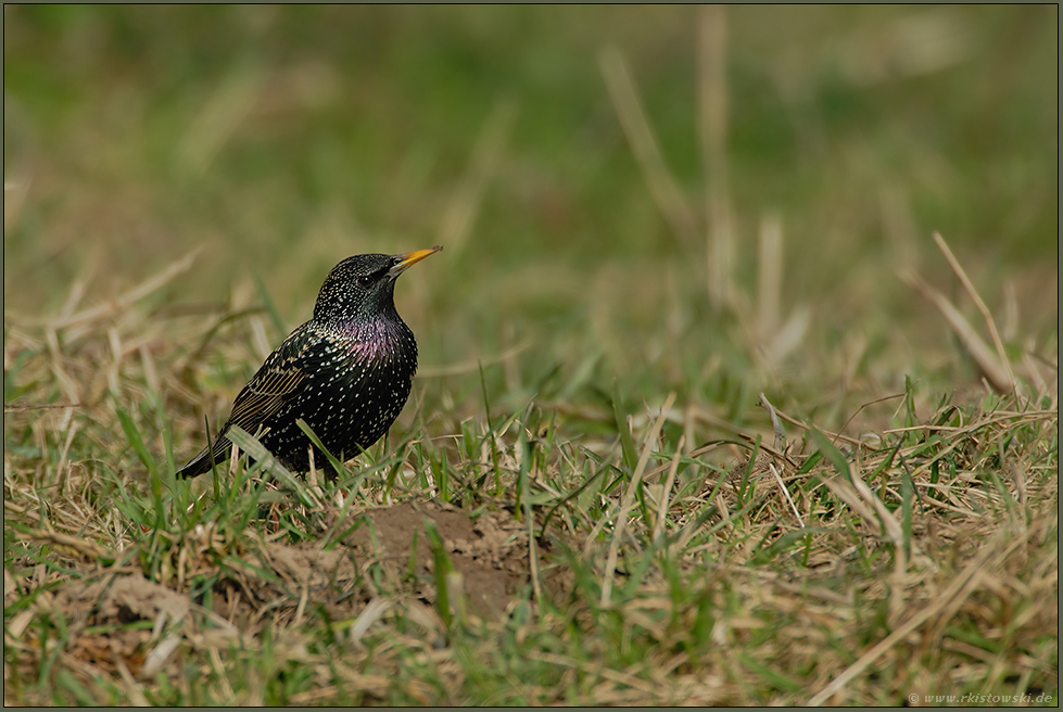 auf Nahrungssuche... Star *Sturnus vulgaris*