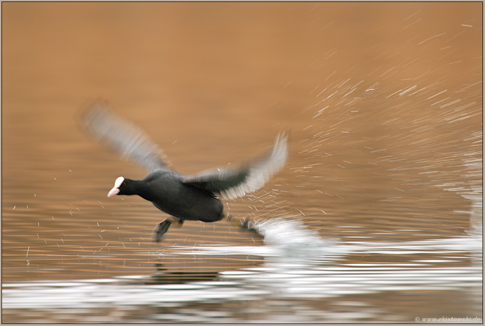 Wasserstart... Blässhuhn *Fulica atra*