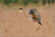 Landung... Purpurreiher *Ardea pupurea*