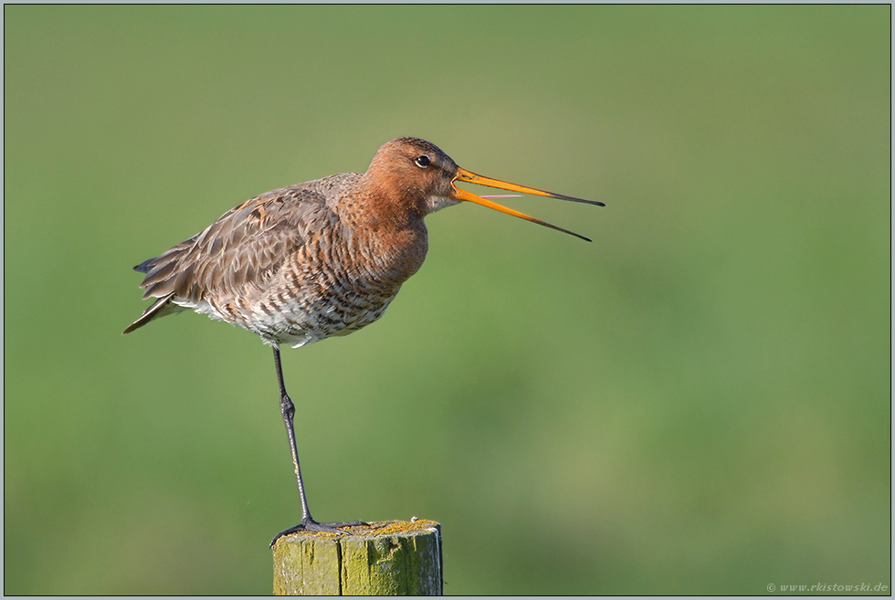 auf einem Bein... Uferschnepfe *Limosa limosa*