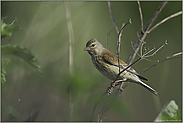 tief im Gebüsch... Bluthänfling *Carduelis cannabina*