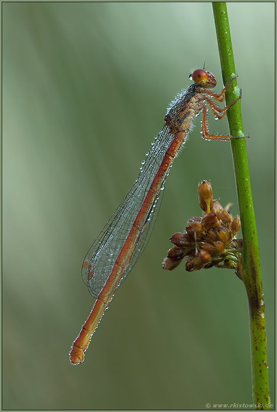 an der Binse... Späte Adonislibelle *Ceriagrion tenellum*
