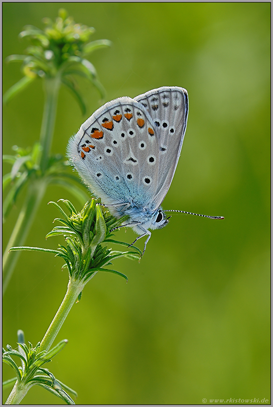 die erste Generation... Hauhechel-Bläuling *Polyommatus icarus*