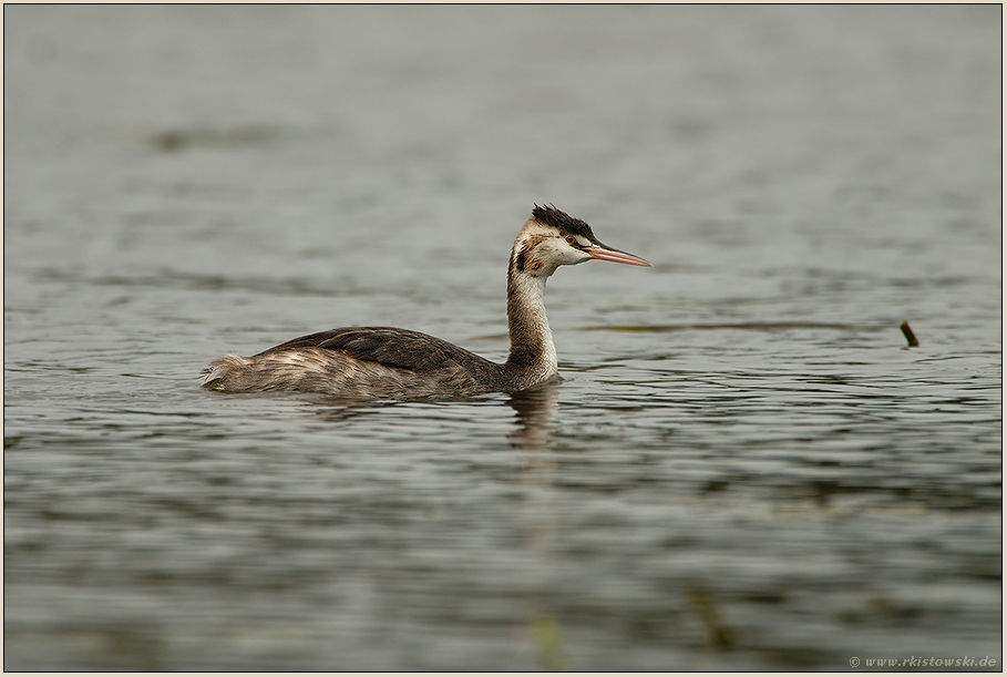 im Schlichtkleid... Haubentaucher juv. *Podiceps cristatus*