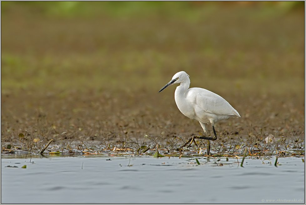 am Niederrhein... Seidenreiher *Egretta garzetta*